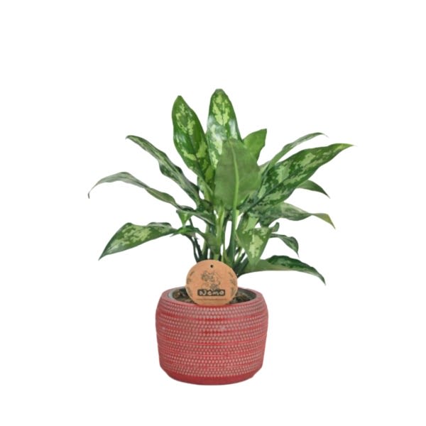 Aglaonema Maria - Kırmızı Maya