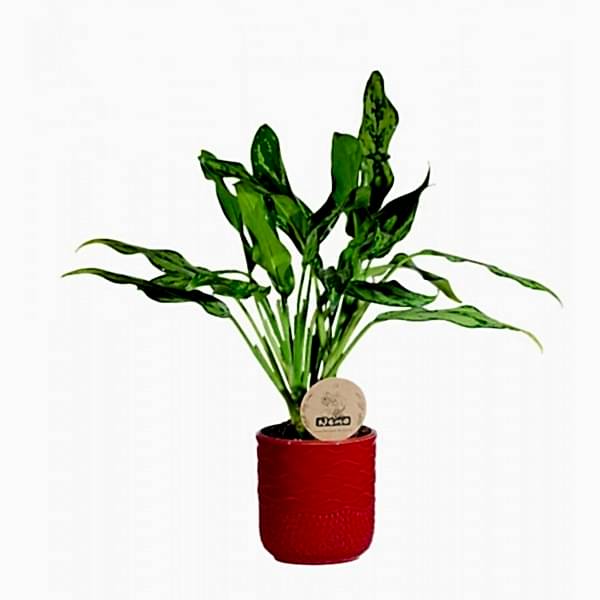 Aglaonema Tigres - Kırmızı Maya