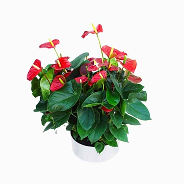 Antoryum - Anthurium 5li Tasarım