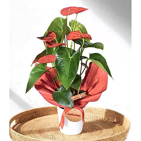 Antoryum - Anthurium Beyaz Nora