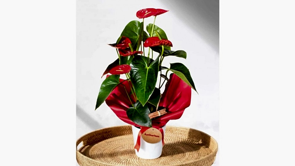 Antoryum - Anthurium Beyaz Nora