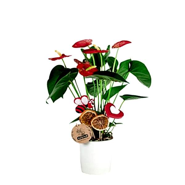 Antoryum - Anthurium  Beyaz Nora 2