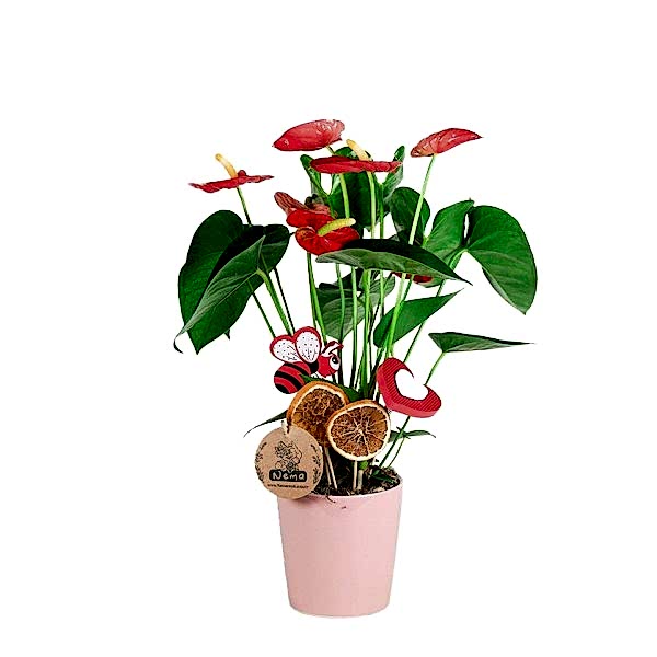 Antoryum - Anthurium Pembe Nora  