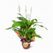 Barış Çiçeği - Spathiphyllum