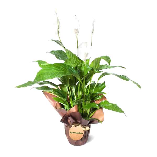 Barış Çiçeği - Spathiphyllum