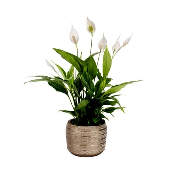 Barış Çiçeği - Spathiphyllum Bakır Lucy