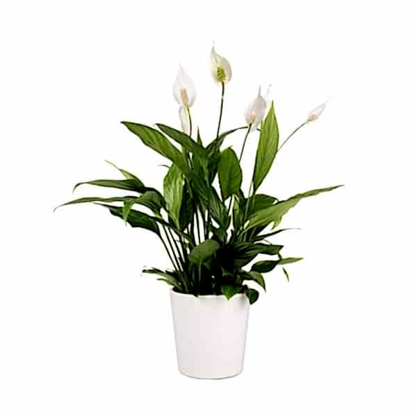 Barış Çiçeği  - Spathiphyllum Beyaz Nora