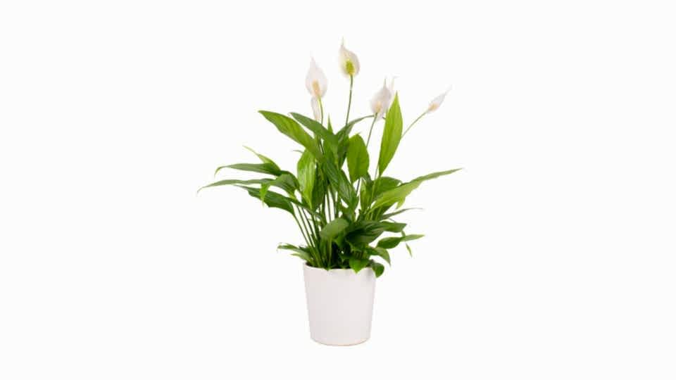 Barış Çiçeği  - Spathiphyllum Beyaz Nora