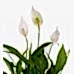 Barış Çiçeği  - Spathiphyllum Beyaz Nora