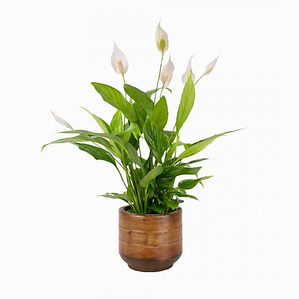 Barış Çiçeği - Spathiphyllum Emma