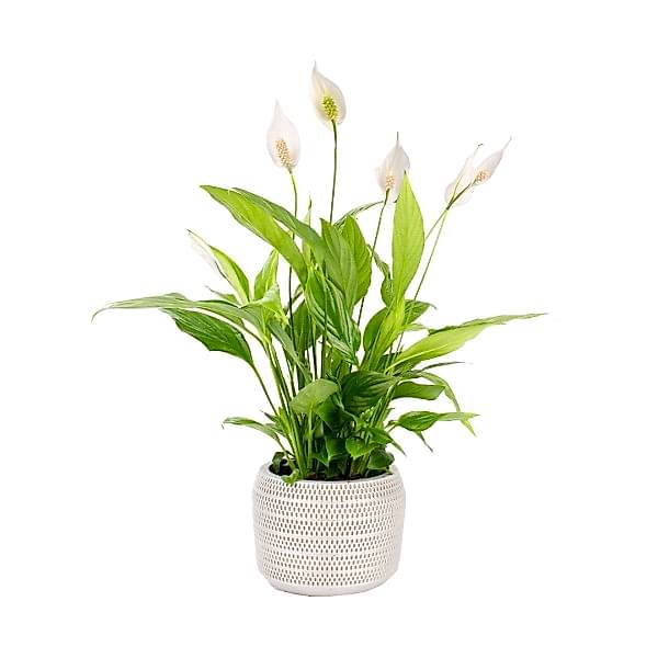 Barış Çiçeği - Spathiphyllum Gri Lucy