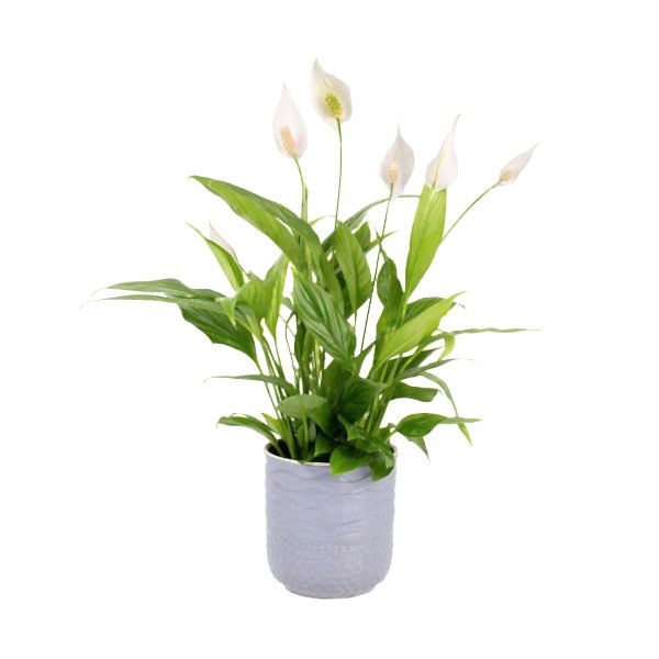 Barış Çiçeği - Spathiphyllum  Gri Maya