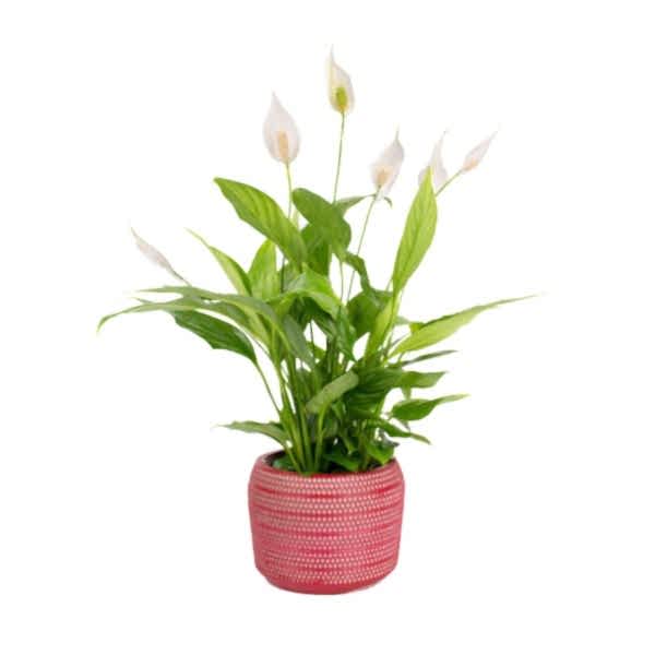 Barış Çiçeği - Spathiphyllum Kırmızı Lucy