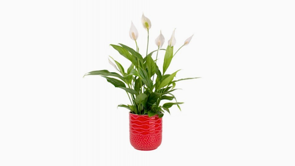 Barış Çiçeği  - Spathiphyllum Kırmızı Maya