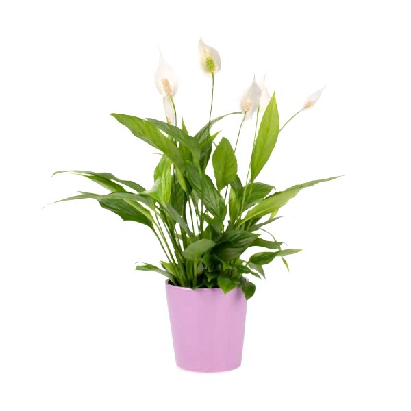 Barış Çiçeği  - Spathiphyllum Mor Nora