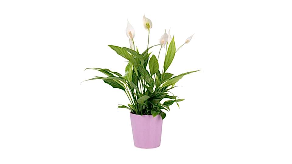 Barış Çiçeği  - Spathiphyllum Mor Nora