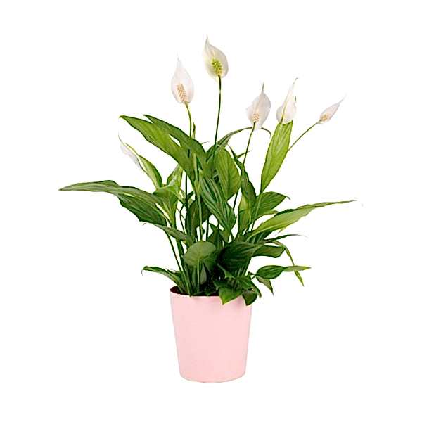 Barış Çiçeği  - Spathiphyllum Pembe Nora