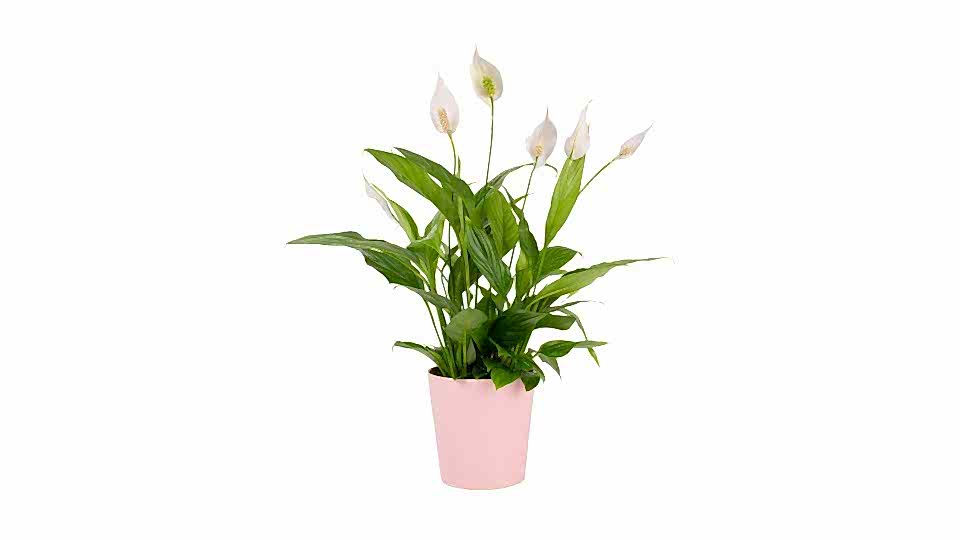 Barış Çiçeği  - Spathiphyllum Pembe Nora