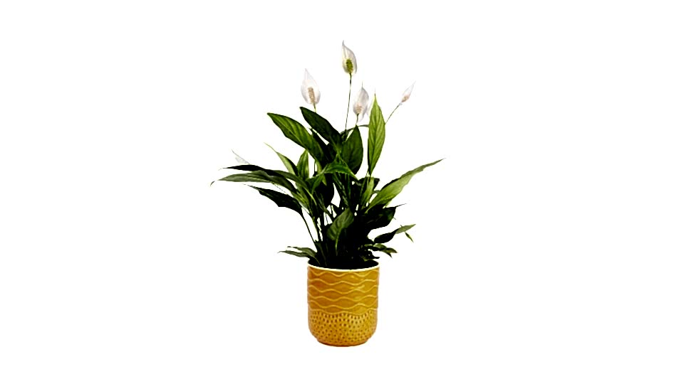 Barış Çiçeği  - Spathiphyllum Turuncu Maya