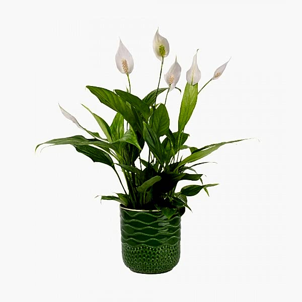 Barış Çiçeği  - Spathiphyllum Yeşil Maya