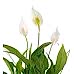 Barış Çiçeği  - Spathiphyllum Yeşil Maya