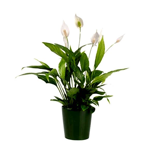 Barış Çiçeği  - Spathiphyllum Yeşil Nora