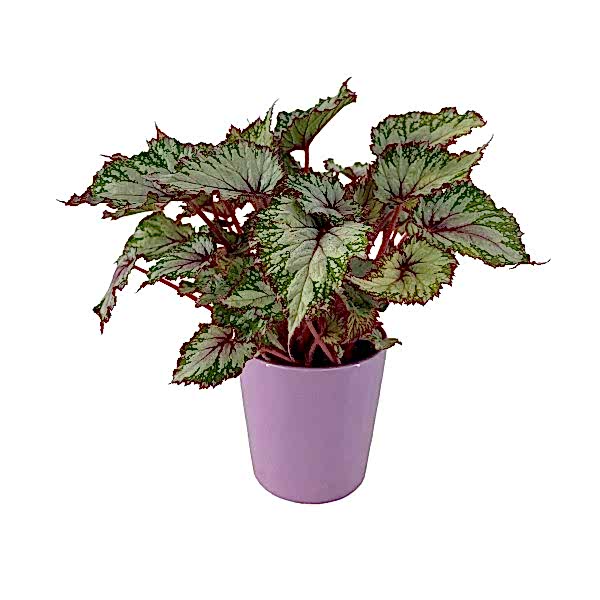 Begonya - Begonia Rex Lila Nora