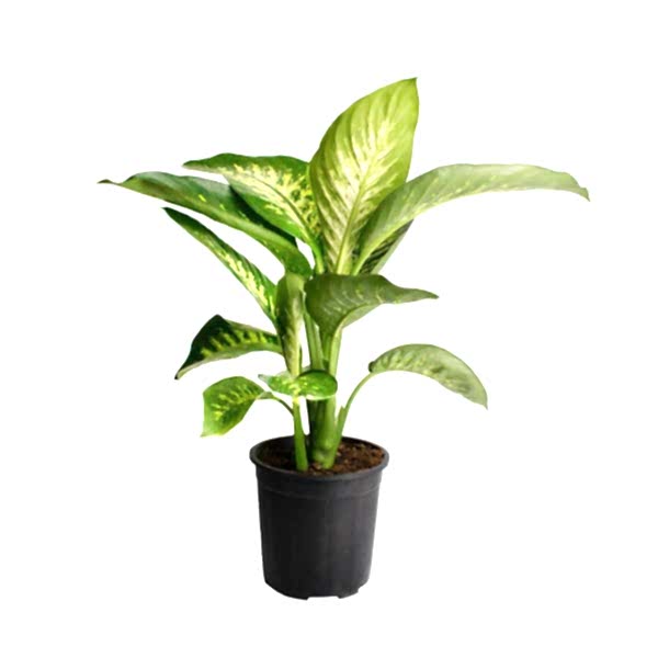 Difenbahya - Dieffenbachia Tropic snow