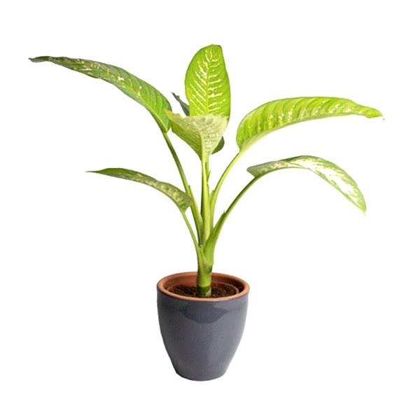 Difenbahya - Dieffenbachia Tropic snow Terracotta 