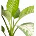 Difenbahya - Dieffenbachia Tropic snow Terracotta