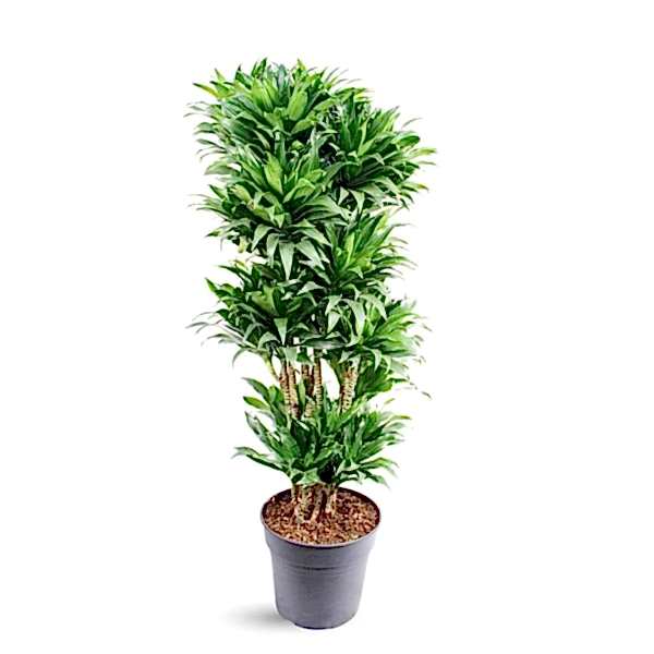 Dracaena - Compacta Vertakt