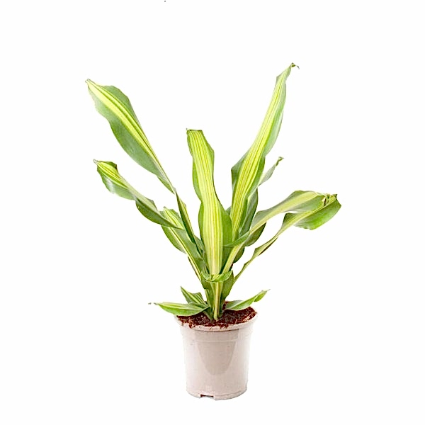 Dracaena - Fragrans Burley