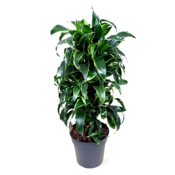 Dracaena -  Fragrans Compacta