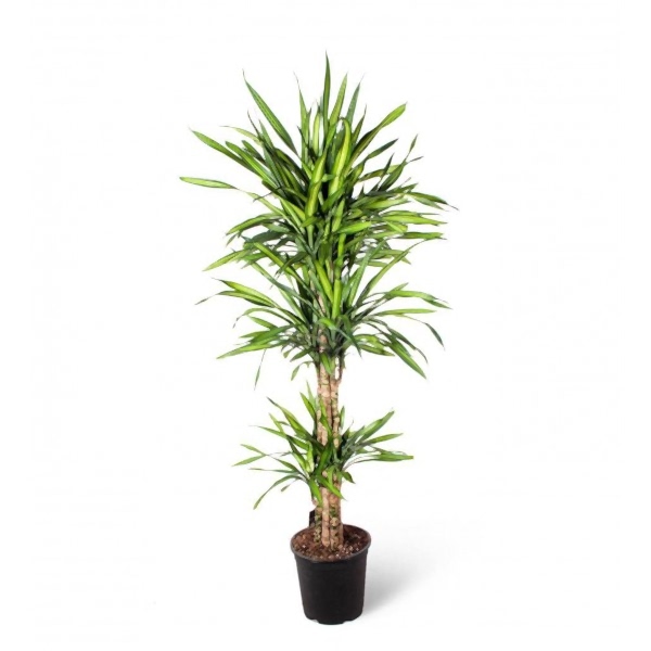 Dracaena - Fragrans Rikki 