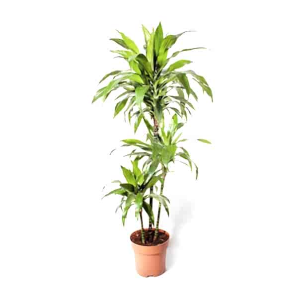 Dracaena - Janet 