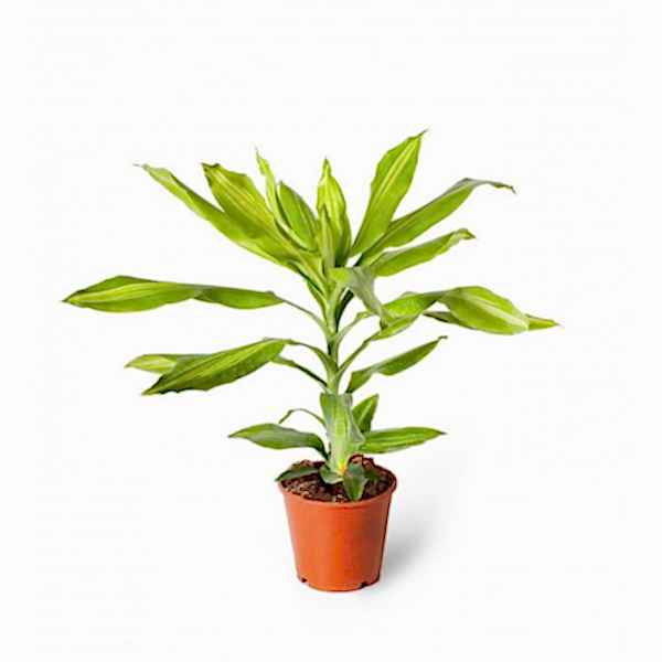 Dracaena -  Lemon Lime