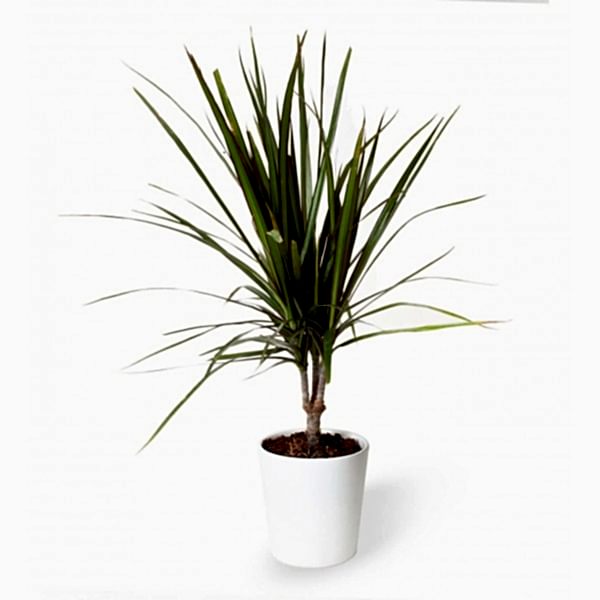 Dracaena - Marginata Nora