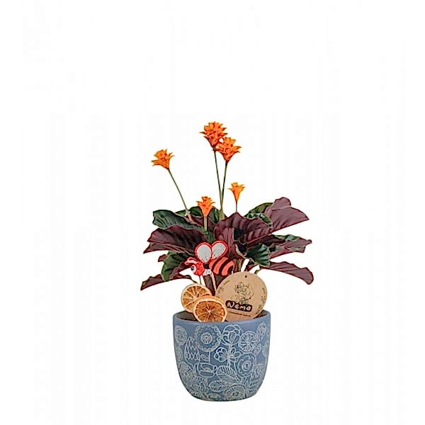 Dua Çiçeği - Calathea Crocata Mavi Anna