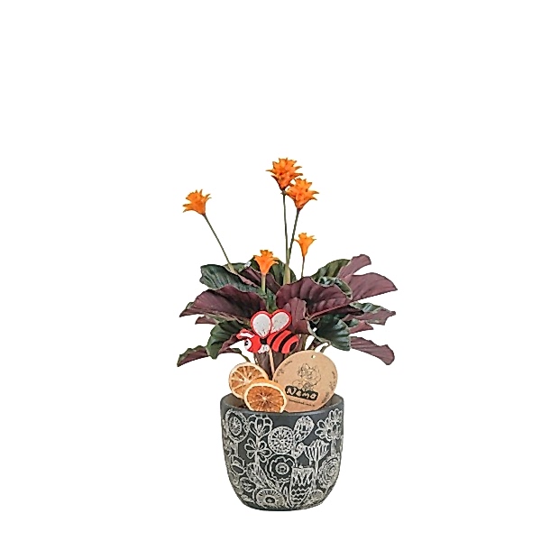 Dua Çiçeği  - Calathea Crocata Siyah Anna