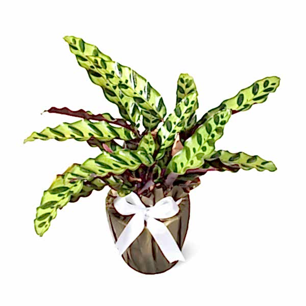 Dua Çiçeği  - Calathea Lancifolia 