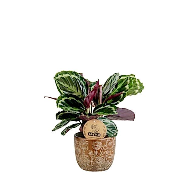 Dua Çiçeği - Calathea Medallion Kahverengi Anna