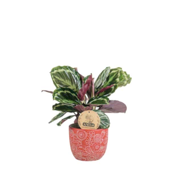 Dua Çiçeği - Calathea Medallion Kırmızı Anna