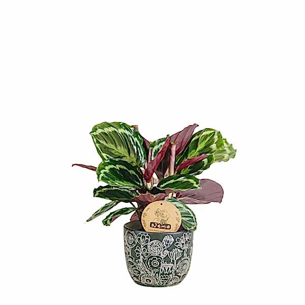 Dua Çiçeği - Calathea Medallion Siyah Anna