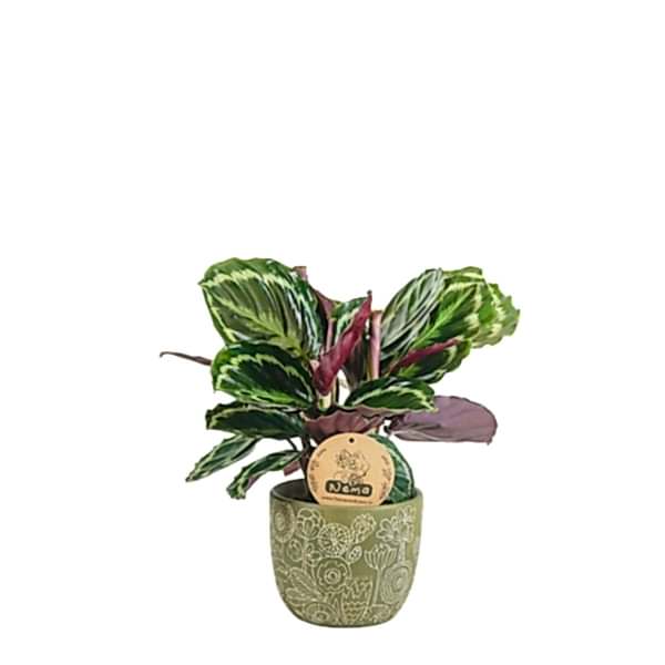 Dua Çiçeği - Calathea Medallion Yeşil Anna