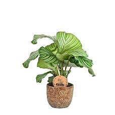 Dua Çiçeği - Calathea Orbifolia Kahverengi Anna 