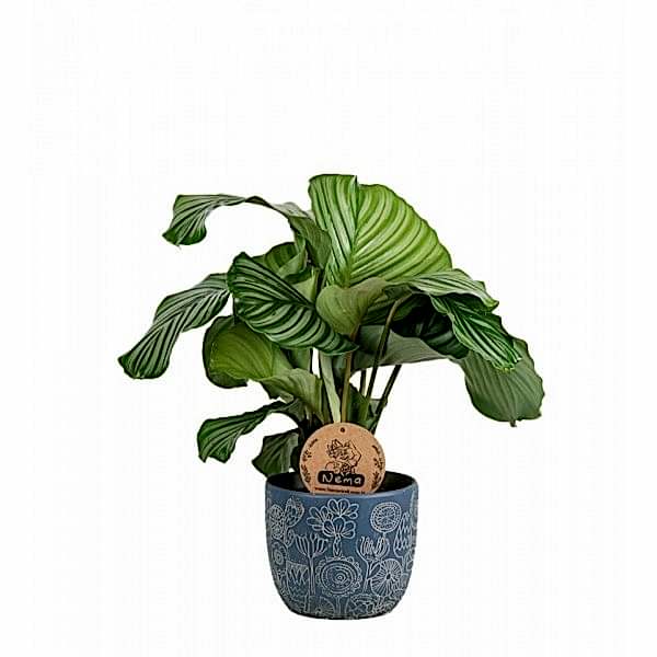 Dua Çiçeği - Calathea Orbifolia Mavi Anna 