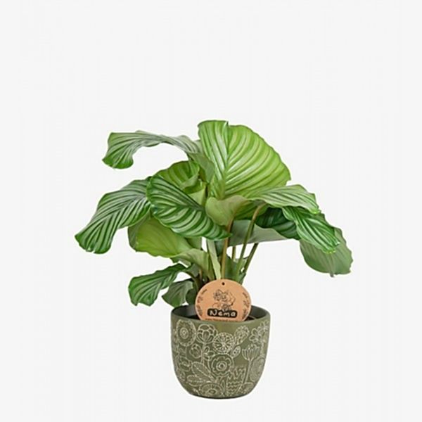 Dua Çiçeği - Calathea Orbifolia Yeşil Anna 