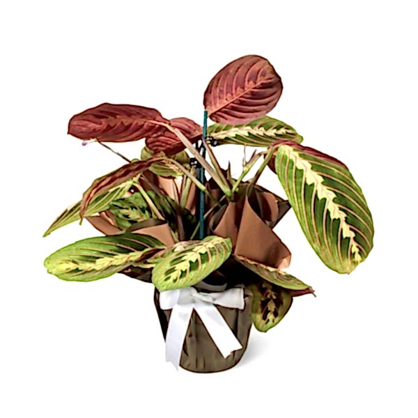 Dua Çiçeği - Maranta Leuconeura Fascinator 