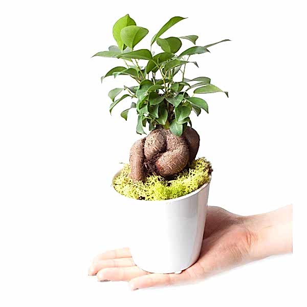 Ficus Ginseng Bonsai - Beyaz Lily