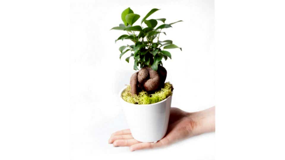 Ficus Ginseng Bonsai - Beyaz Lily